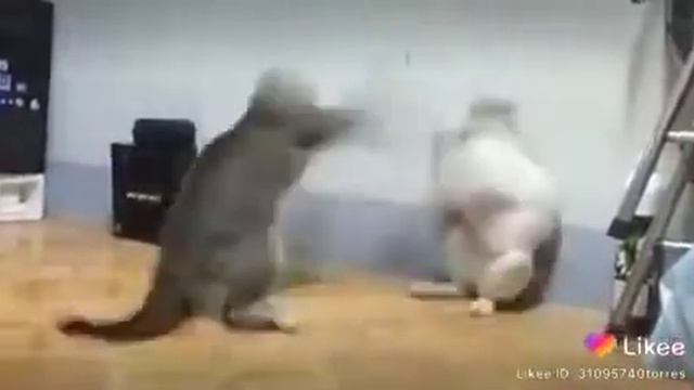 пишаки хайвон 🇹🇯 смотреть онлайн