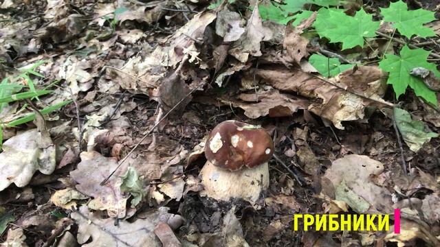 Белые грибы. 12 июля. Часть 1