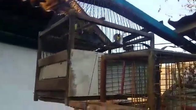 ВОЛЬЕР СВОИМИ РУКАМИ ИЗ СТАРОГО ШКАФА смотреть онлайн
