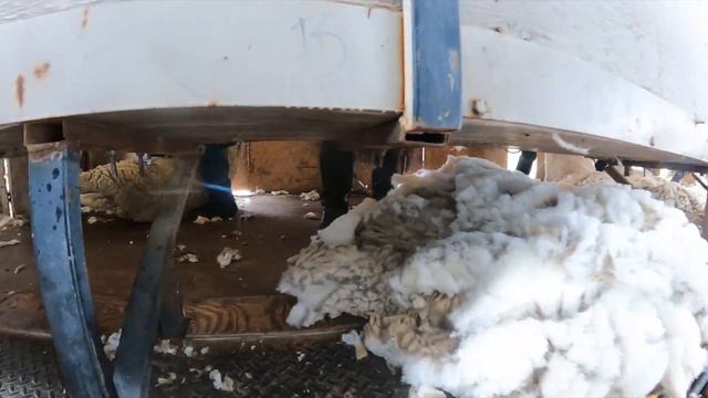 Raising AMERICAN Lamb And Wool In The West (Part 1) смотреть онлайн