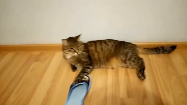 Приколы с Мару / Мару отнял мою тапочку смотреть онлайн