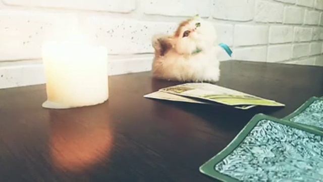 ОТЕЦ Ваших будущих детей! Кто же ИМ БУДЕТ? Расклад Таро! Гадание Онлайн! Таро Онлайн! смотреть онлайн
