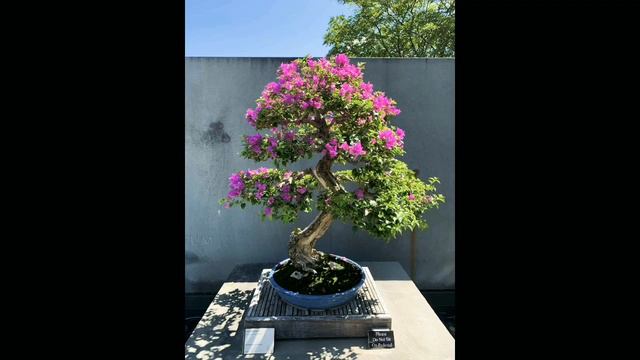 STUNNING BOUGAINVILLEA BONSAI