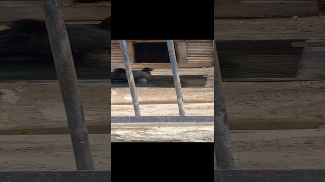 Купание Медведя