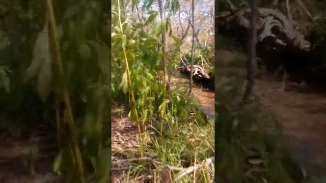 Нерест горбуши смотреть онлайн