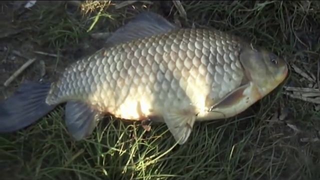 Крупный карась на фидер 1300 и 1200 грм. Рыбалка на карася смотреть онлайн