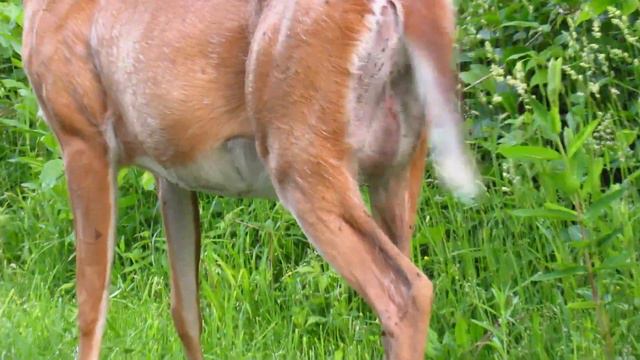 Morning Along Humber River Yellow Warbler American Gold Finch and Deer смотреть онлайн