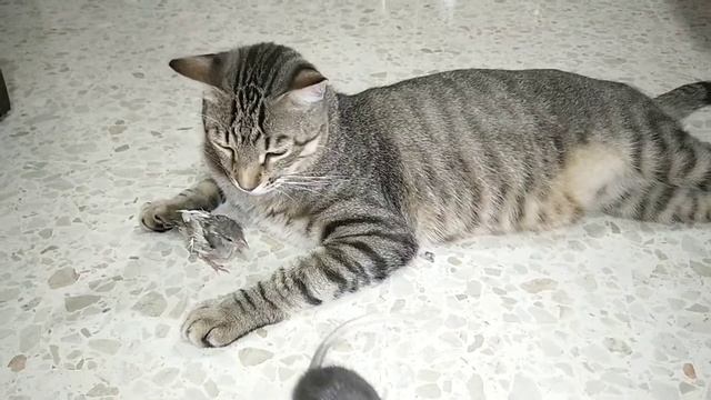 Сколько кошек живет на планете Земля? Ученые смогли подсчитать... смотреть онлайн