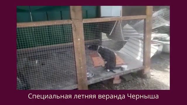 Особенные питомцы. Наш проект на PLANETA.RU! смотреть онлайн