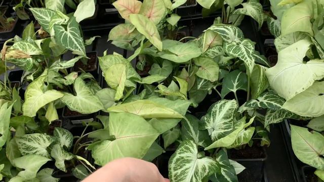 Mahoney’s Is FULLY Stocked With Hoya, Alocasia And More!