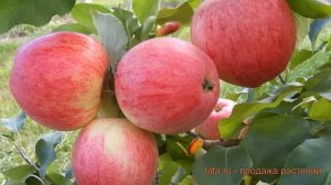 Яблоня обыкновенная Анис Свердловский (malus) ? обзор: как сажать, саженцы яблони Анис Свердловский