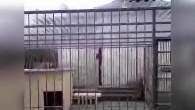 Будка для Среднеазиатской овчарки, Алабая - размеры, материалы, рекомендации. Сделали сами 070413 смотреть онлайн