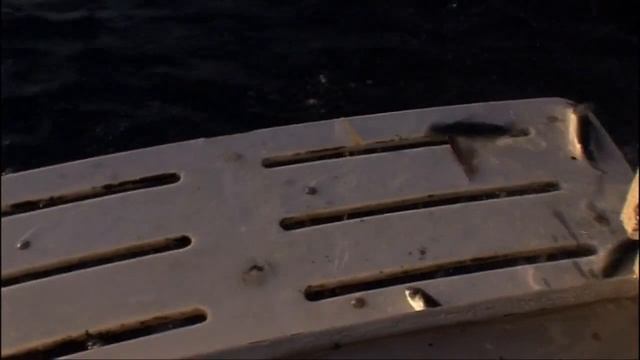 Как во время нереста Летучие рыбы (Flyingfishes) — Exocoetidae могут потопить небольшое судно ?