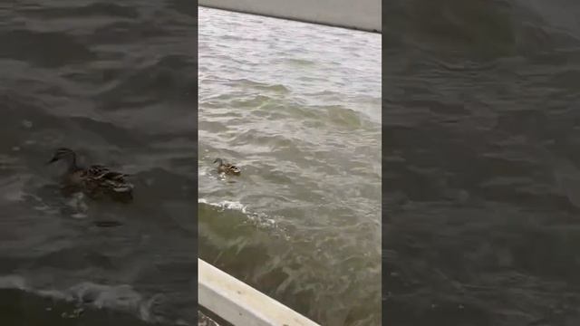 Здесь водится Царская рыбка смотреть онлайн