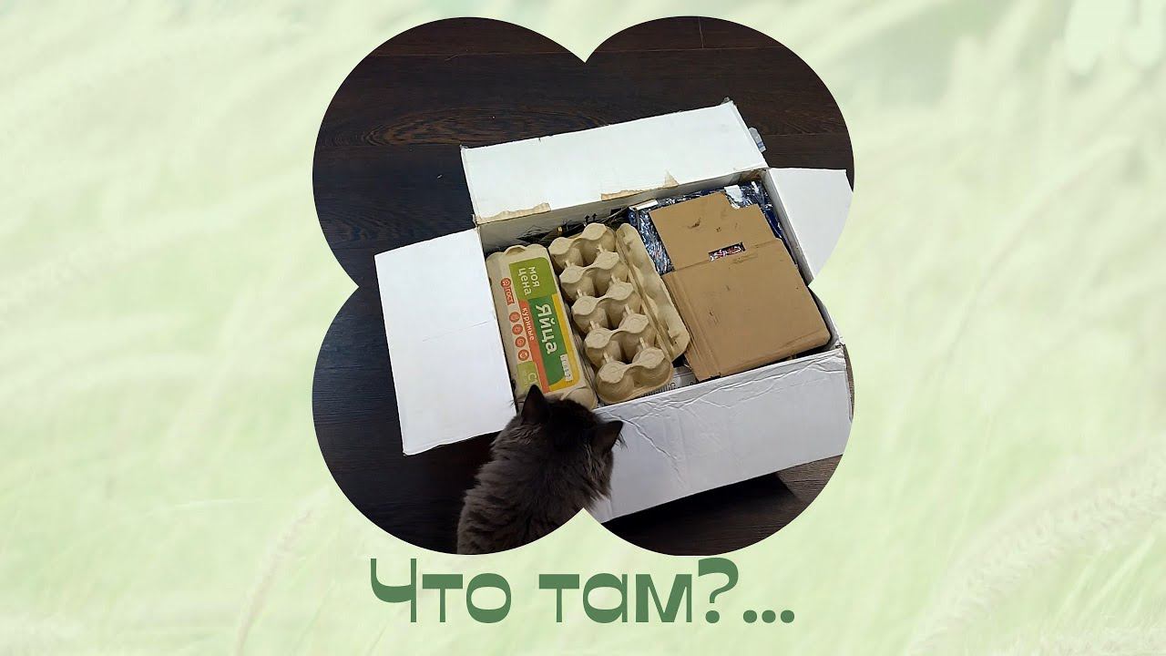 Новинки цветов из посылки. Домашние растения. смотреть онлайн