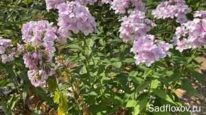 Вертициллез у флоксов. Насколько он опасен и как лечить эту болезнь