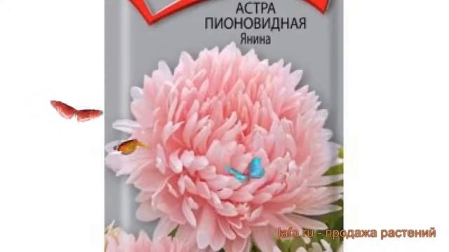 Астра пионовидный Янина (yanina) ? пионовидный астра Янина обзор: как сажать, семена астры Янина смотреть онлайн