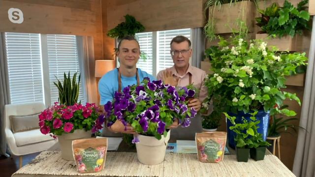 Roberta's 6-Piece Groundcover Limbo Petunias Live Plants on QVC смотреть онлайн