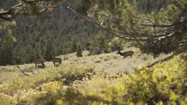 HOPES AND DREAMS - Once In A Lifetime Nevada Archery Elk Hunt смотреть онлайн