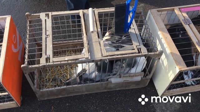 Ярмарка голубей в городе Воронеж часть 1. 20.03.21. 7. смотреть онлайн