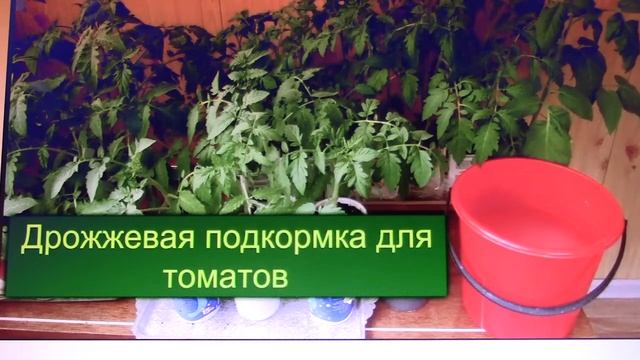 Дрожжи для подкормки помидоров и огурцов: эффективные рецепты и советы. смотреть онлайн