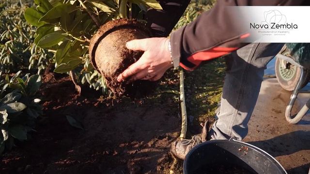 Instructie aanplant Rhododendron | Nova Zembla Rhododendronkwekerij смотреть онлайн