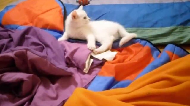 My Friend And Me *Yukki The Kitten & Oreo The PomPom* смотреть онлайн