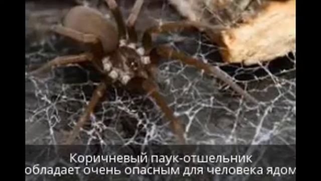 Ужасные и очень опасные!! Пауки! смотреть онлайн