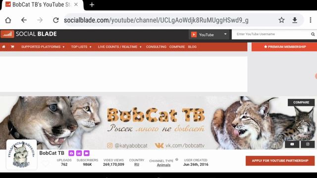 BobCat ТВ - Обзор канала