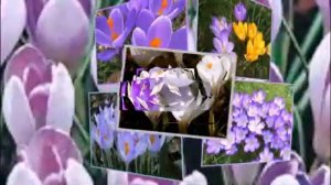 Великолепный крокус  Ядовитые растения