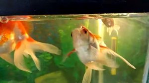 Золотые рыбки оранда и риукин