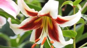 Elegant Beverly Dreams Lily