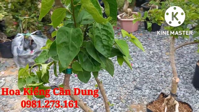 5/9/2022 HOA GIẤY DƯA HẤU, PEDRO, ALISA, ĐỎ RƯỢU VANG, CT TÍM TUYẾT LH 0981273161 смотреть онлайн
