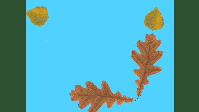 Аппликация из засушенных растений "Узор в квадрате" #аппликации смотреть онлайн