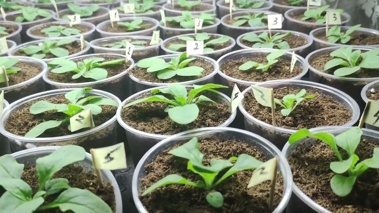 Обязательно сделайте так при посеве петунии. Всходы не вытянутся не упадут. Крепкая рассада петунии. смотреть онлайн