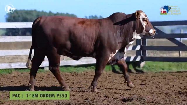 Touro U1101 - Estância Guatambu смотреть онлайн