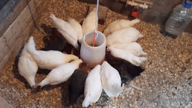 Лечим цыплёнка. Какой результат??? смотреть онлайн