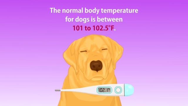 4 Symptoms That Could Cost Your Dog Its Life смотреть онлайн