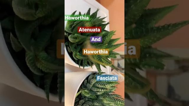Haworthia atenuata and haworthia fasciata succulents смотреть онлайн