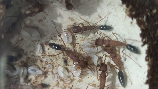 Harpegnathos Saltator с 2 до 20 рабочих