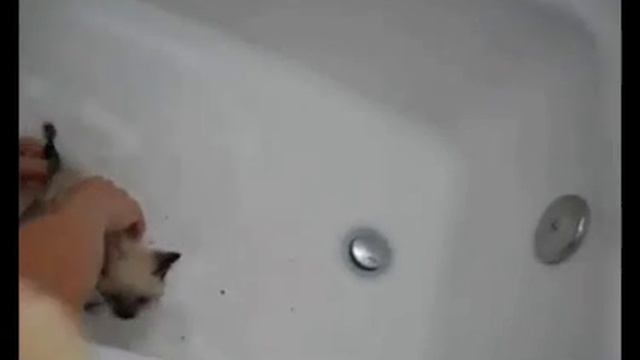 Котят приучают к воде смотреть онлайн