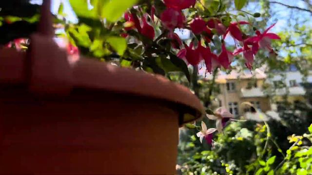 🌹🌹Bahçe,Sardunyalar,Küpeliler fırtınada düşen Çiçeklerim ⁉️🤨#almanya#garden#plants#vlog смотреть онлайн