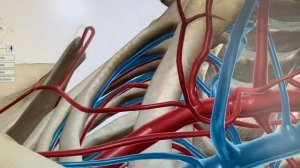 Подключичная и подмышечная артерии / ARTERIA SUBCLAVIA