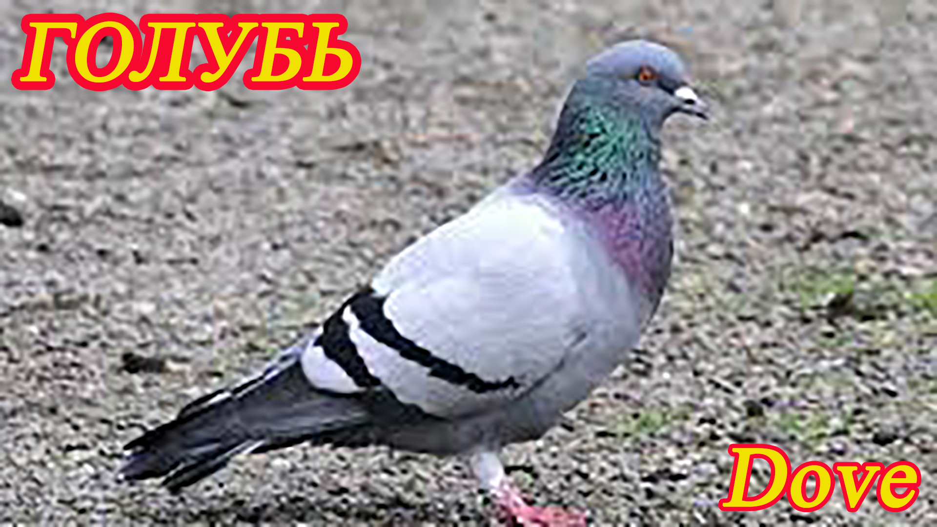 Летел голубь, летел сизый. Русская народная песня.mp4 смотреть онлайн