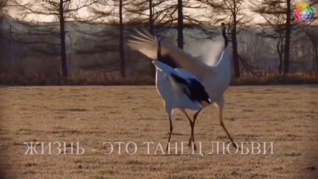 Жизнь - это путь смотреть онлайн