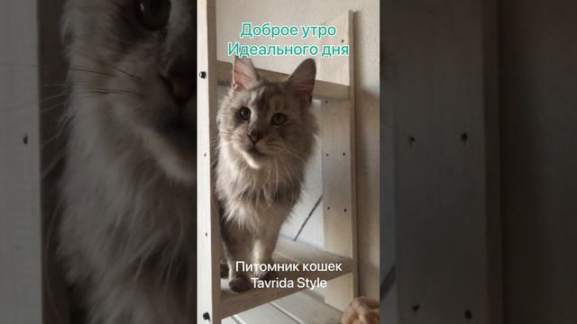 Доброго утра из питомника кошек мейн-кун Tavrida Style смотреть онлайн