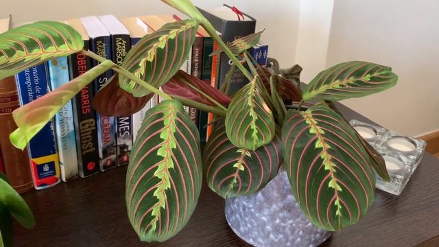Cuidados Maranta Leuconeura o Planta de la Oración смотреть онлайн