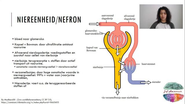 Werking van de nieren (HAVO en VWO) смотреть онлайн