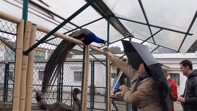 город Сочи - Парк Дендрарий - кормлю Павлинов. смотреть онлайн