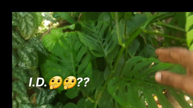 Our Monstera plants/Delicosa/Borsigiana....and unknown I.D.'s/Repotting @jencysglobals4244 смотреть онлайн